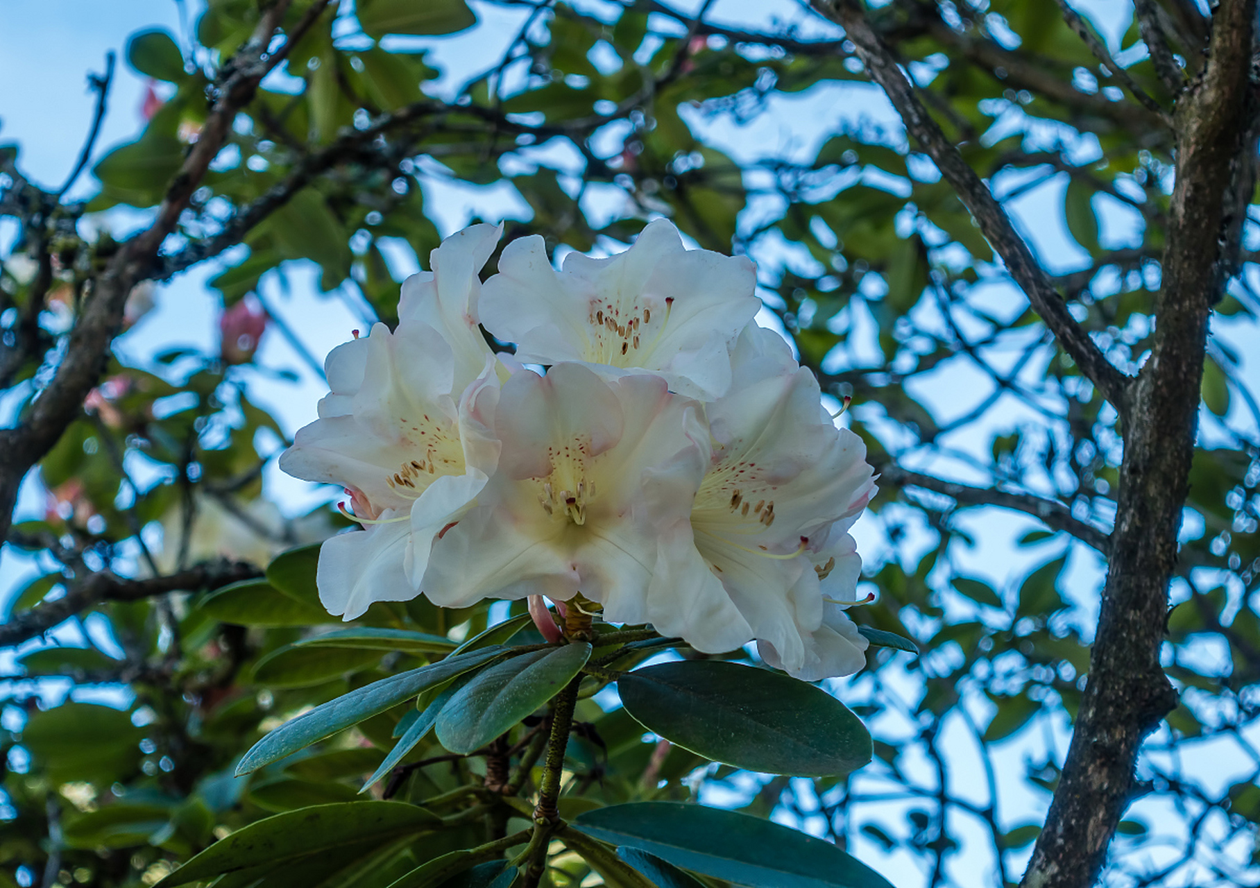 木菊花是一种华丽的多年生开花植物,需要充足的阳光,排水良好,富含有