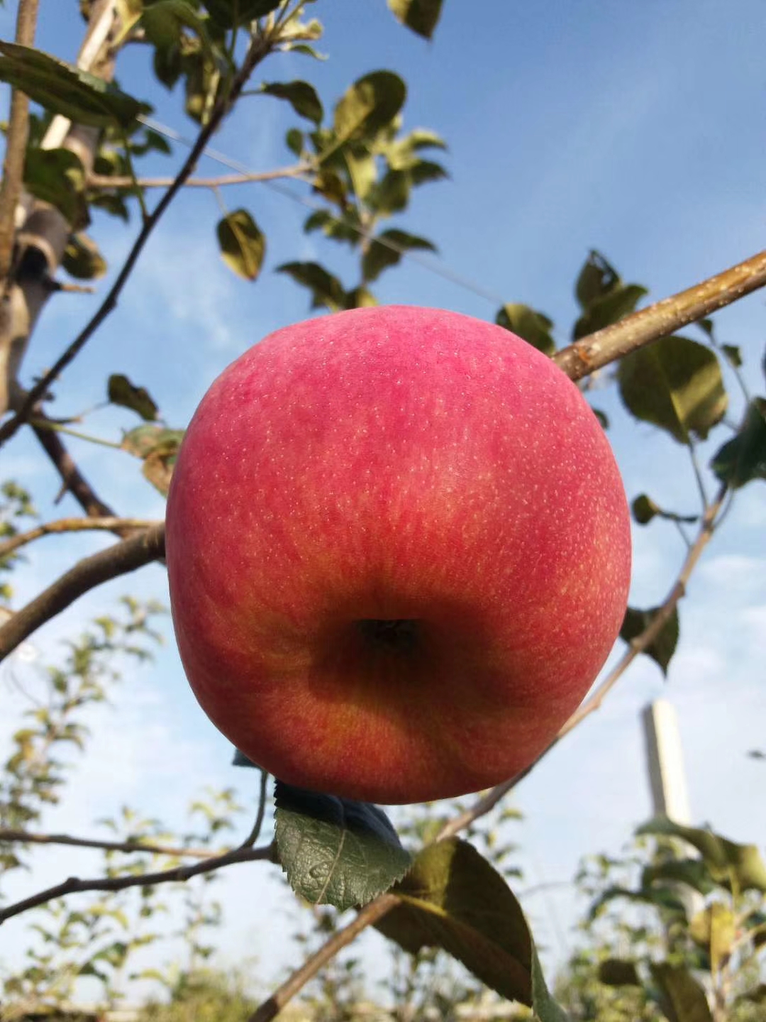 秦脆苹果苗 - 2020年最新商品信息聚合专区 - 百度爱采购