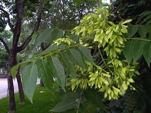 天津植物椿图片