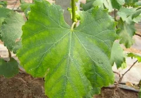 葡萄缺镁缺铁黄化如何治理?种植户需重视土壤和根系问题!