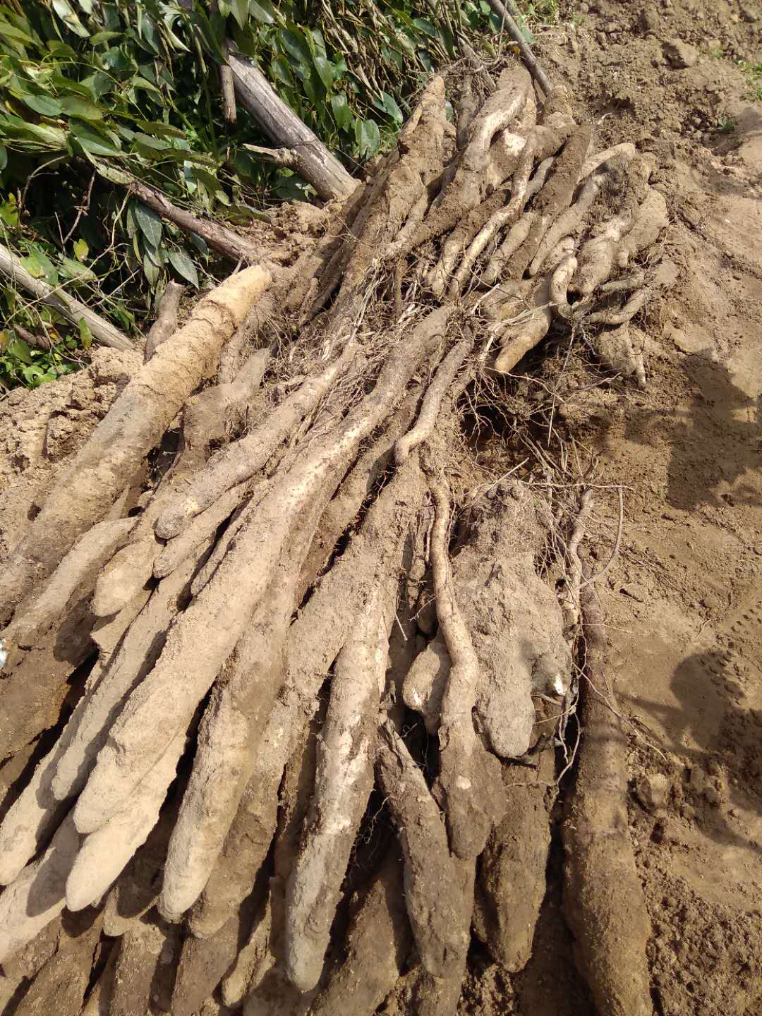 百度爱采购首页 商品专题_山药淮山,也叫山药,是一种常年生长的植物