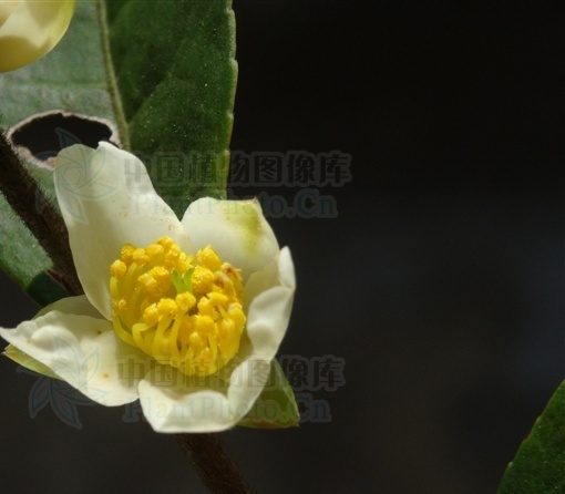 短柱茶知识科普,这些你可能不知道!