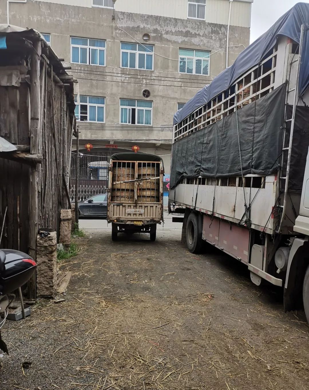 素有中国"禽苗之乡"美称的新度镇,你怎么了?