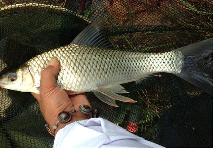 如何作钓鲮鱼,我们一起来看一看,掌握这些会很好作钓的