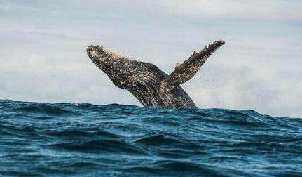 卡布罗龙,在上世纪四十年代末期,卡布罗龙已经被人确定真实存在,据说