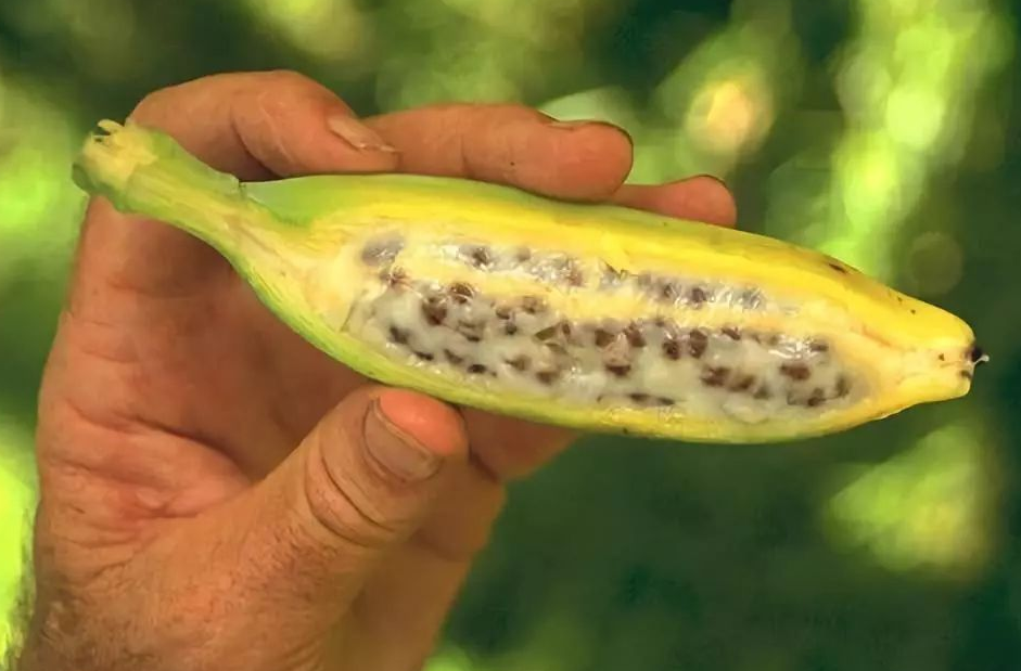 野生香蕉,是有种子的!而且种子数量非常多.