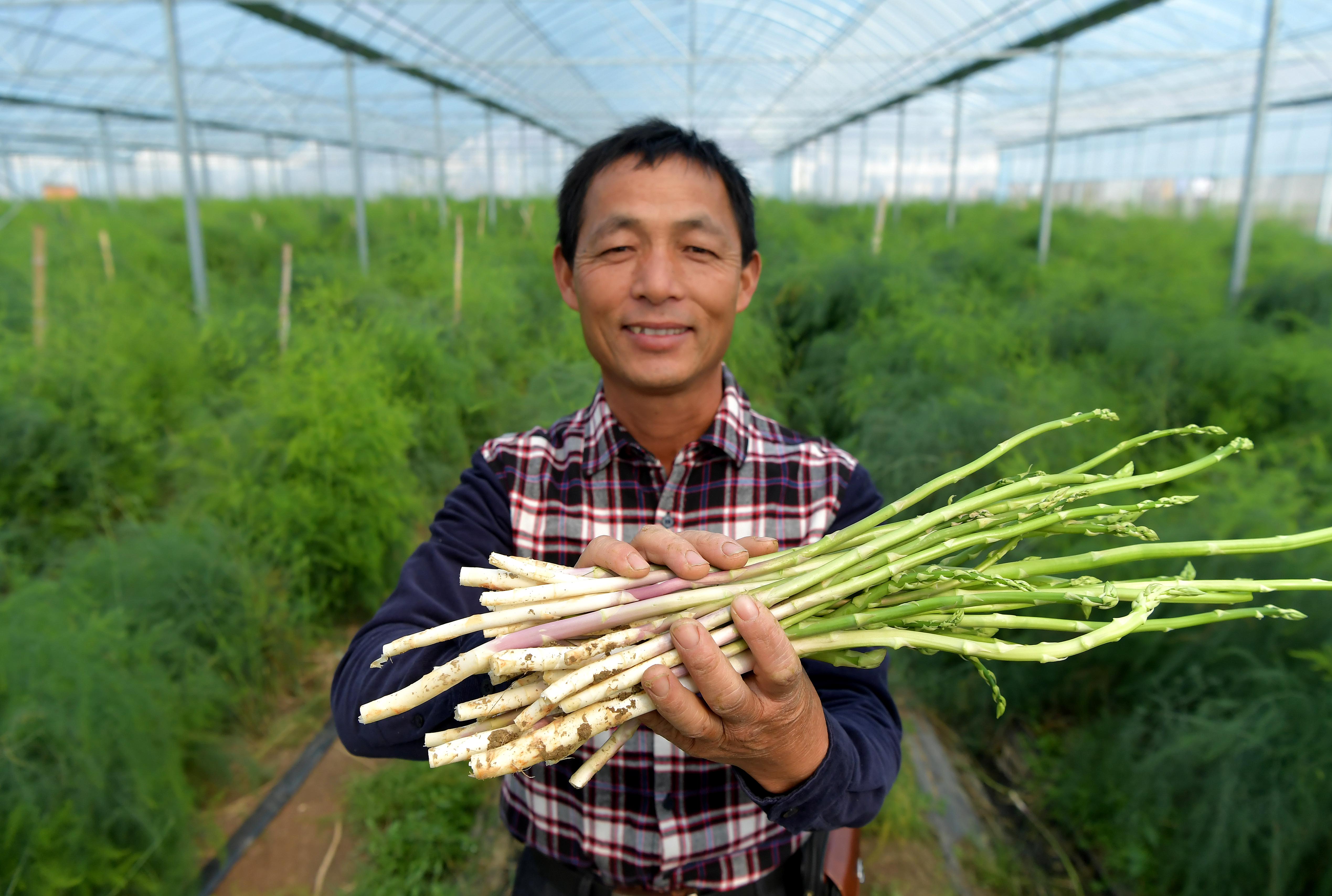 小芦笋铺出致富路(2)