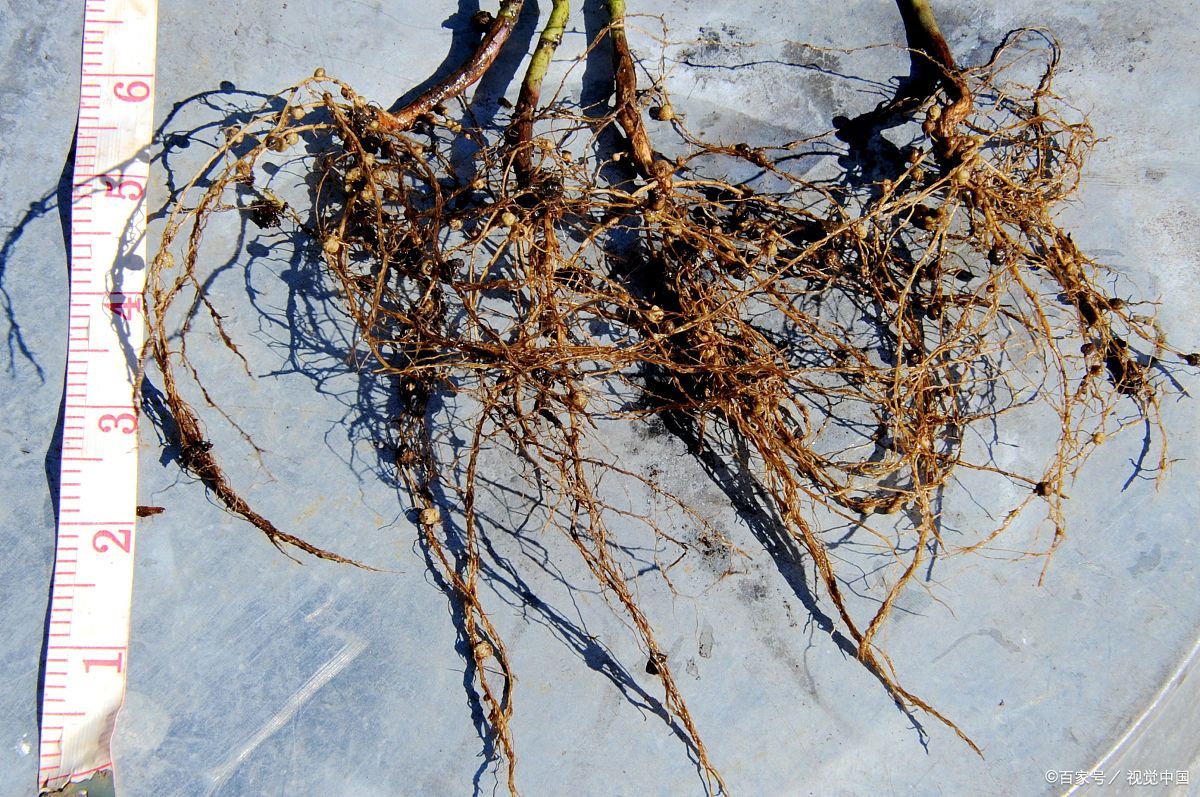 药材- 热门商品专区