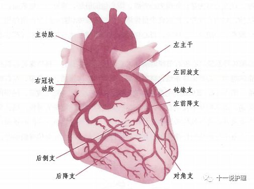 内科 循环系统 冠状动脉