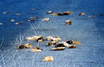 北极旅鼠集体跳海图片