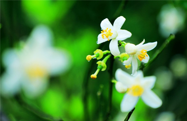 学会这些,玳玳盆栽养护没烦恼,教你快速摆脱新手期