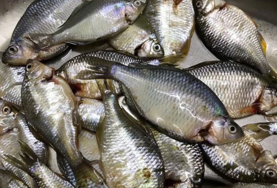 鳑鲏鱼的两大做法,剁酱清蒸味道鲜,干煸酥脆无骨,酥香鳑鲏鱼