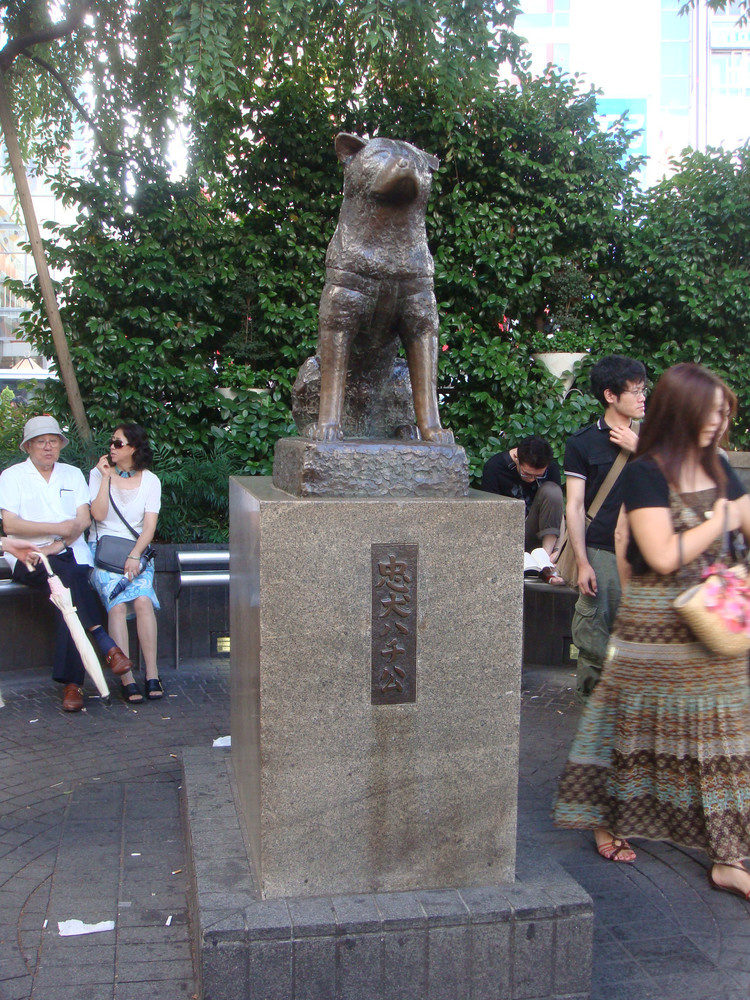 《忠犬八公的故事》忠诚的意义在于我们不应该忘记爱过的每一个人