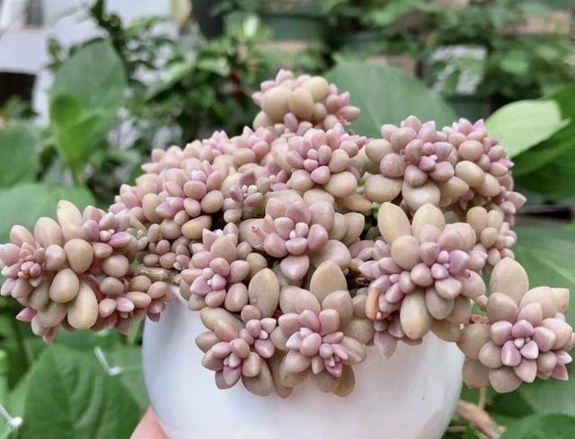 教你详细攻略,又美又胖,还不长虫