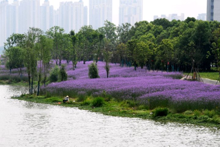晴川历历汉阳树,芳草萋萋鹦鹉洲,武汉径河公园马鞭草开成花海