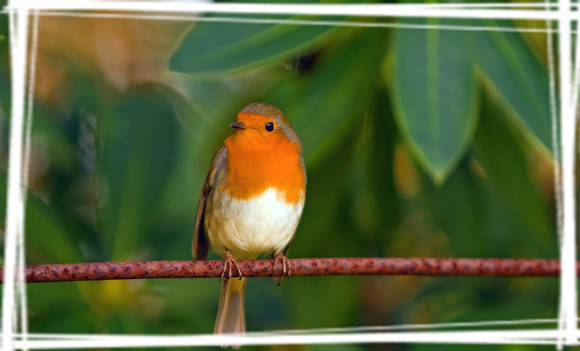 可爱知更鸟电脑壁纸图片安利