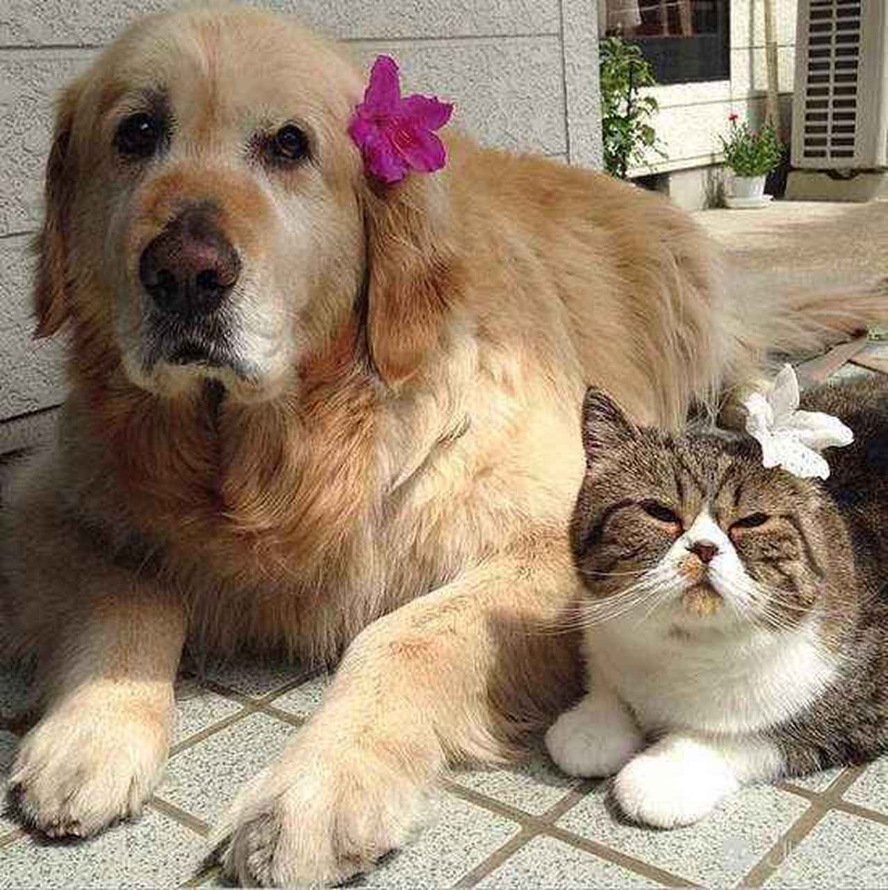 有宠更团圆#超级配合我,我勾勾手指它就过来了,我指指凳子它马上就跳