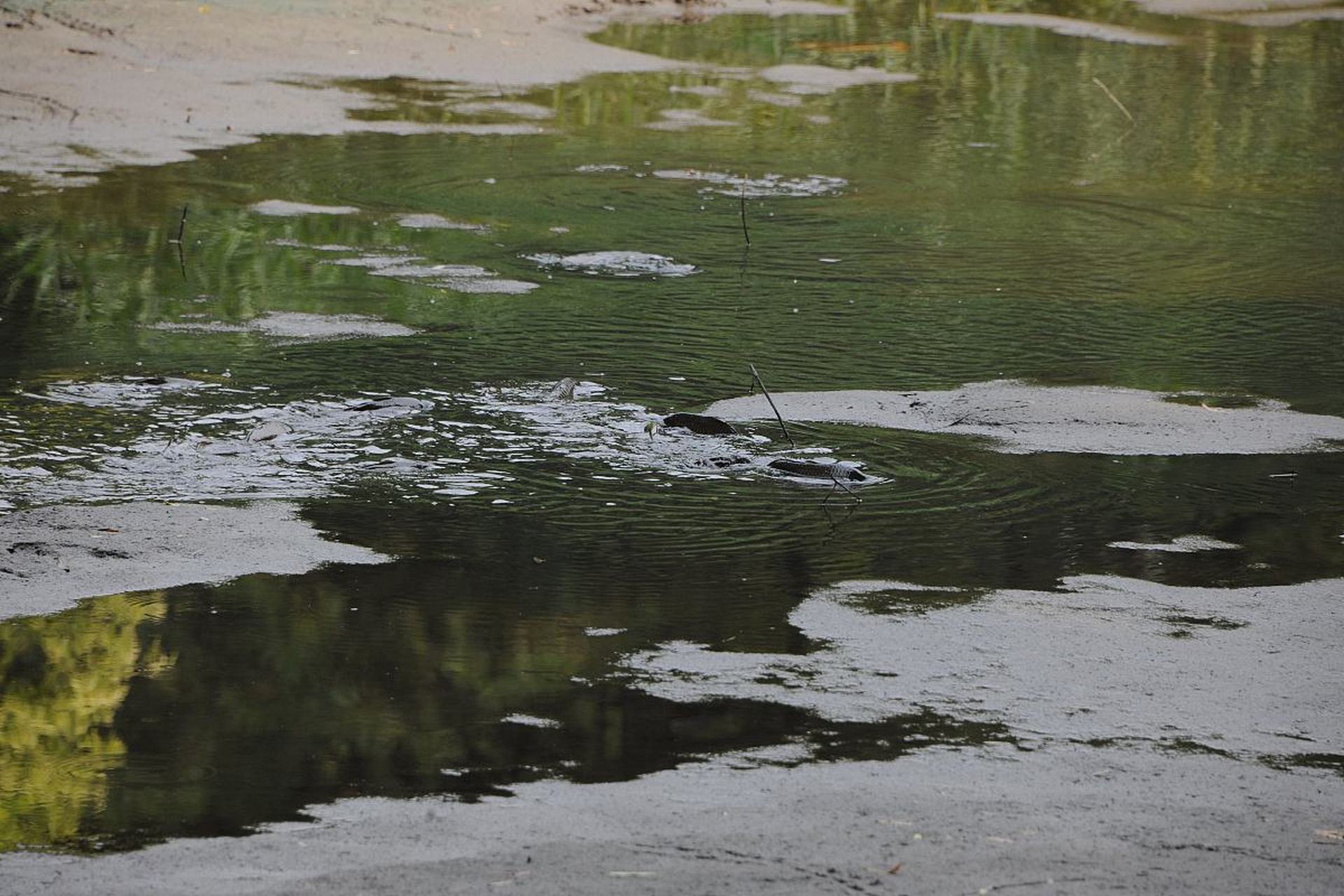 水草泥水浑浊图片