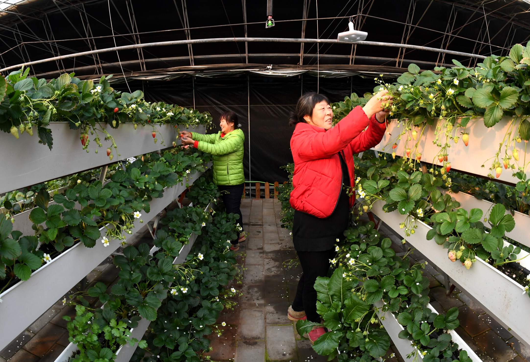 小寒将至劳作忙