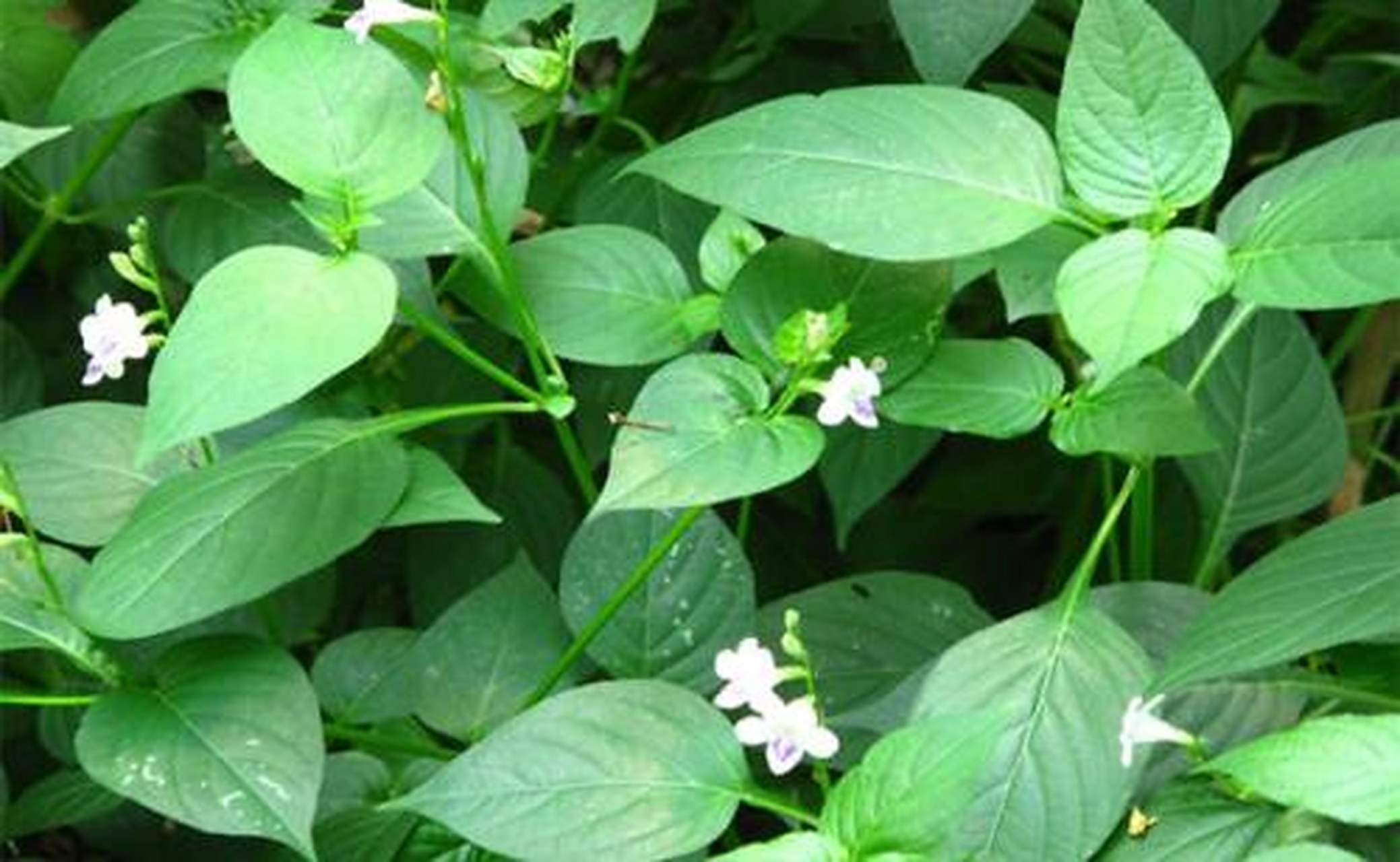 科普知识竞赛#跌打草,中药名.为爵床科植物十万错的茎,叶.