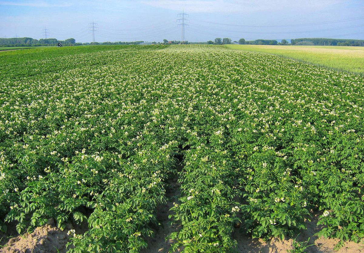 马铃薯的种植与管理 - 2020年最新商品信息聚合专区 - 百度爱采购