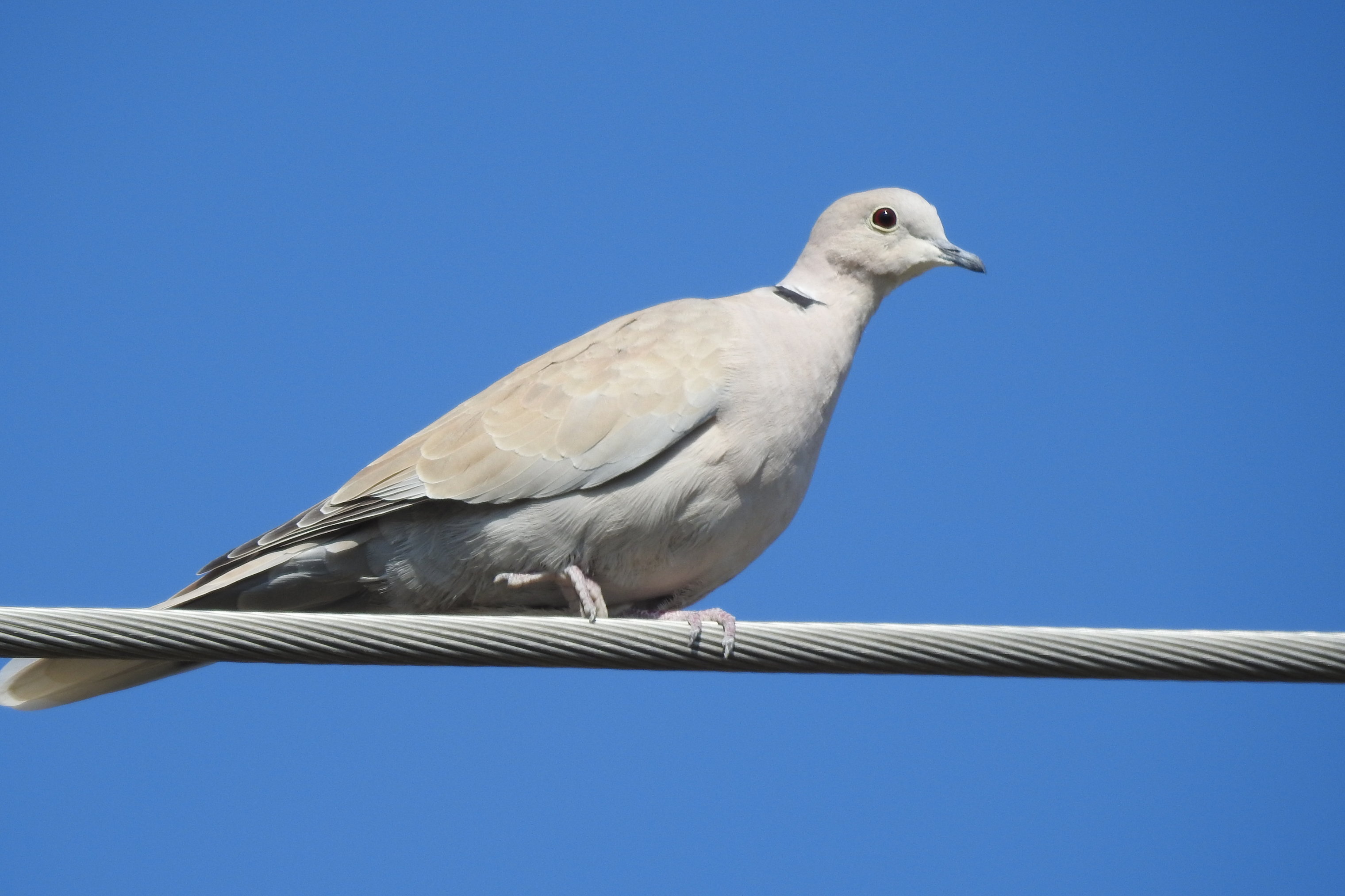 新疆博州:濒危物种红色名录-灰斑鸠
