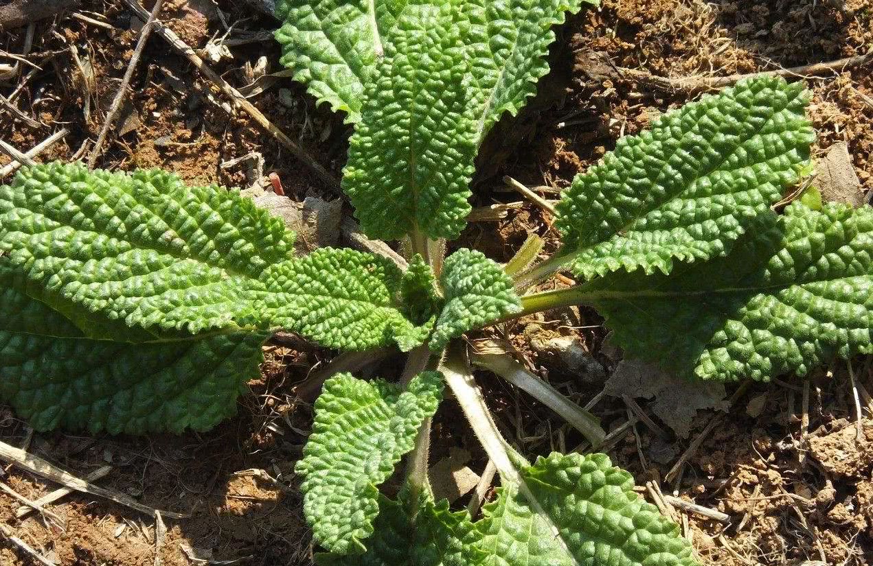 老农称它"蛤蟆衣",民间用它治喉咙痛,如今鲜草很少见