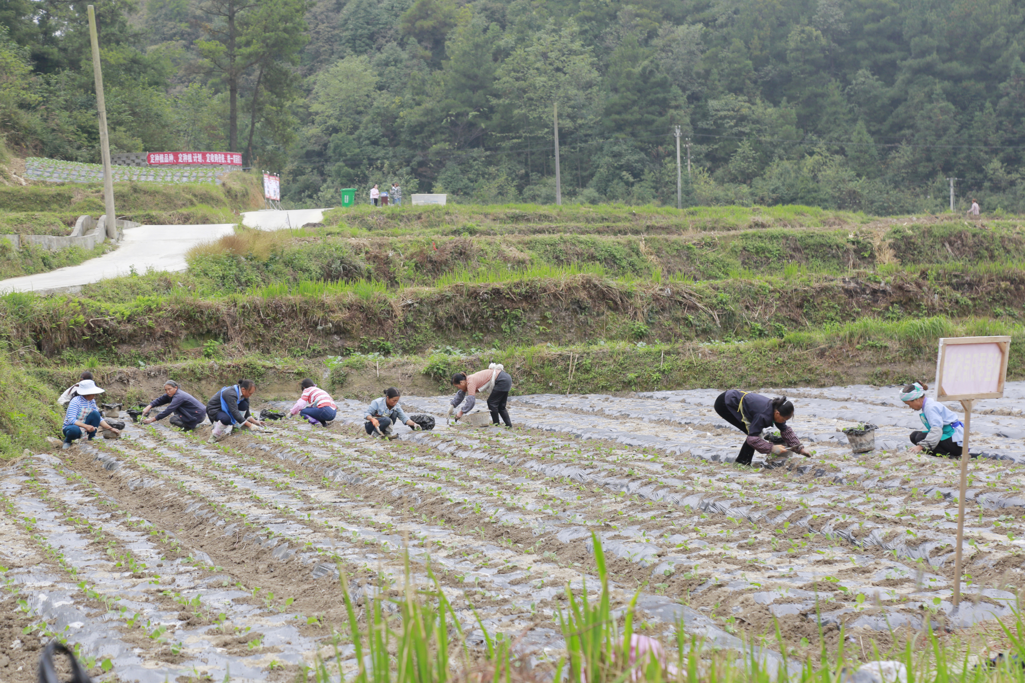 长顺:"三定三统"助推农村产业革命