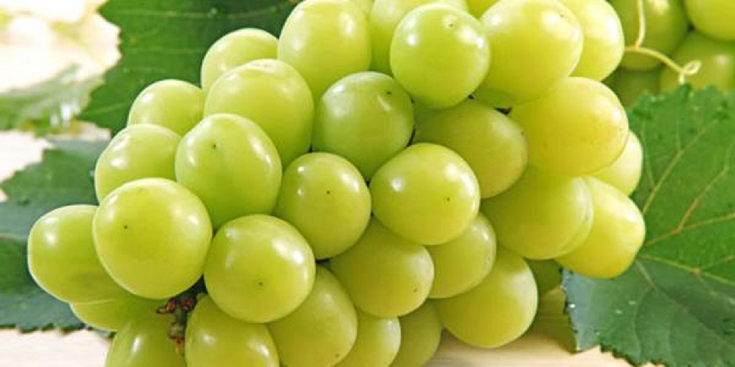 百城百味#河北美食宣化牛奶葡萄地理标志产品保护范围以河北省张家口