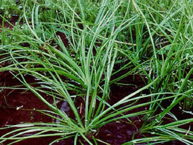 植物知识科普,小编带你了解水韭亚门