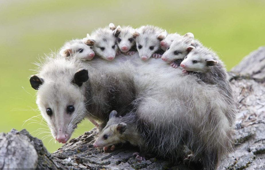 负鼠:它是一种原始有袋类动物,母负鼠能随身携带幼鼠四处奔跑!