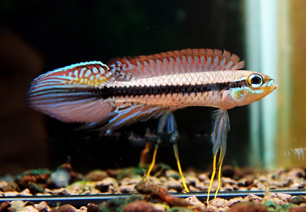 体色艳丽,繁殖速度惊人的短鲷鱼,它们饲养缸该怎样设置?