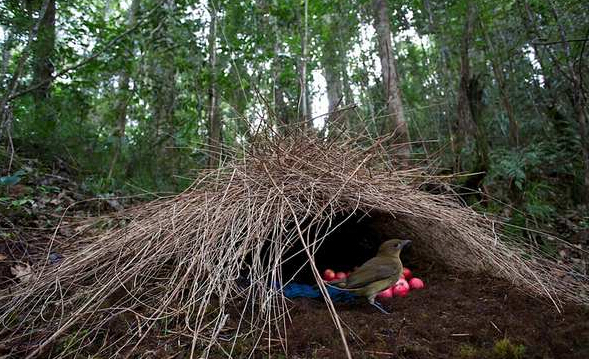 男子野外发现奇怪茅草屋,走近看称赞精致,躲旁等待原来是它的家