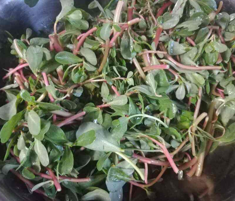 农村路边的野菜,叫"老鼠耳",城市人想要吃,有钱都买不到