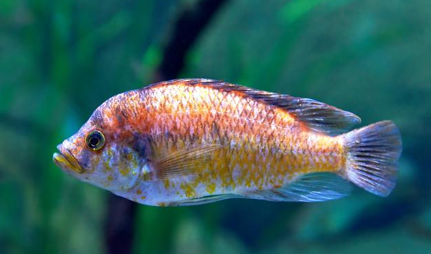 利用稻田水资源养殖彩虹鲷,除虫肥田还能增收,养殖彩虹鲷技术