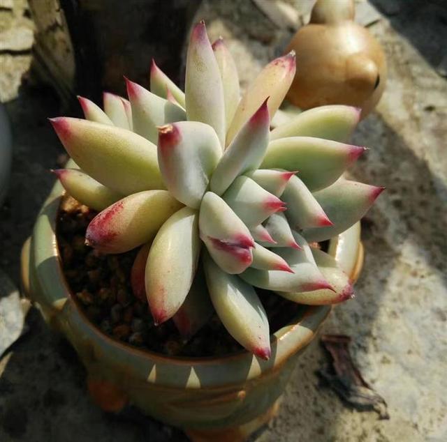 随手抓拍的多肉,春雨真是好东西啊!