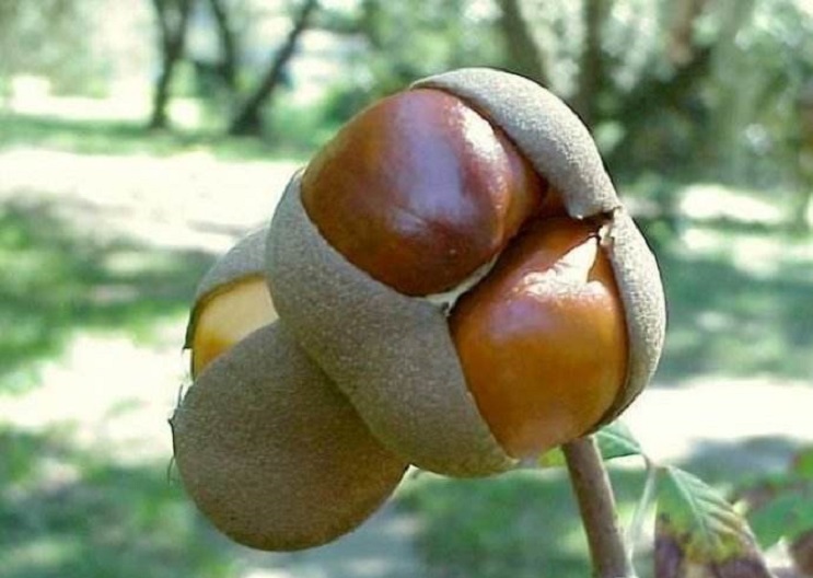 农村的这一种野果,煮熟了小孩子十分的喜欢吃,砸碎了能用来钓鱼