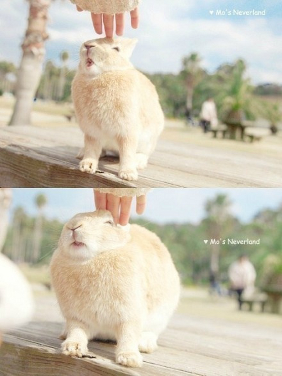 #万物皆可云# #云游全世界# 日本大久野岛,又被称作兔子岛,位于广岛县