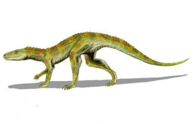 楔形鳄,楔形鳄亚目是出现于一亿多年前到两亿年前的鳄类动物,是主龙类