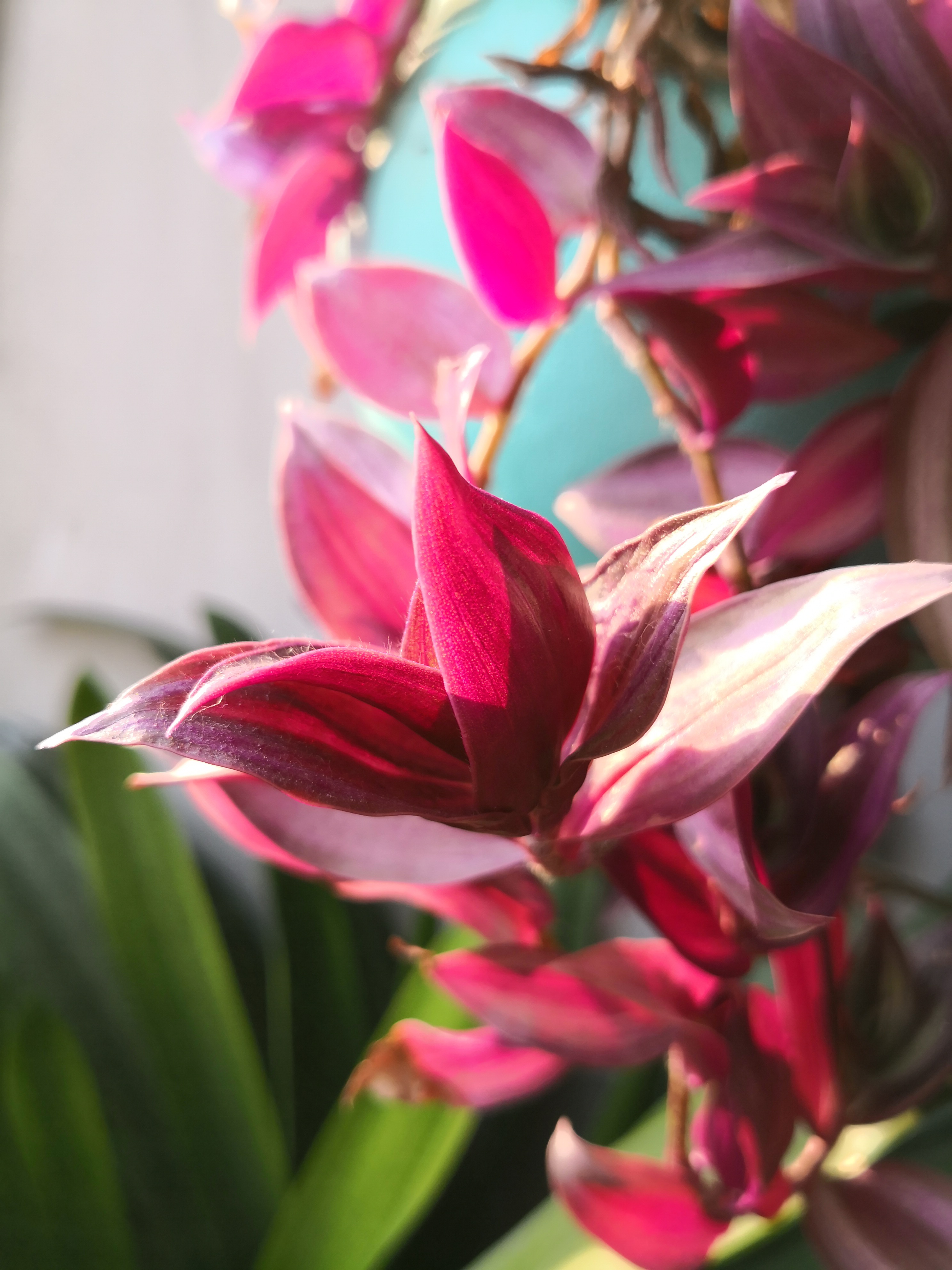 冬天,这紫色的吊竹梅,虽然只有叶子没有花朵,单是这颜色也让生活充满