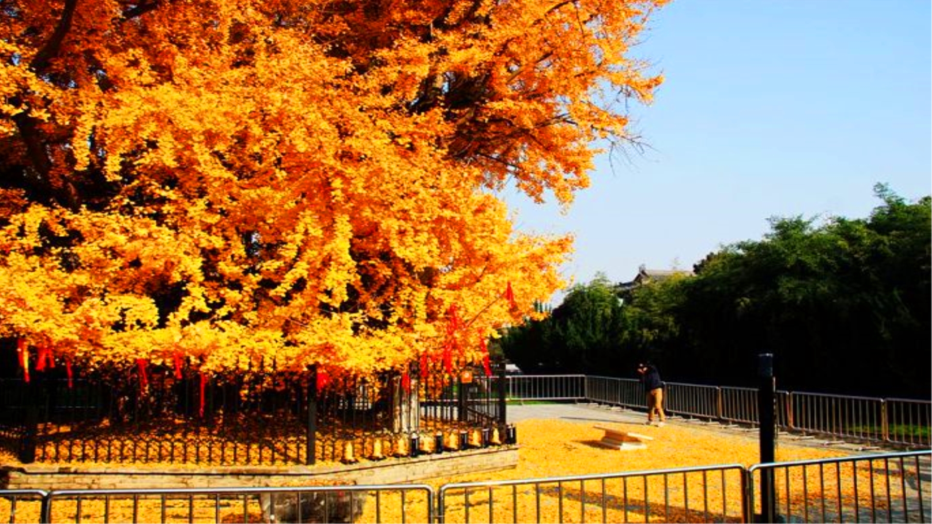 西安最"老"银杏树,这个季节就应该去
