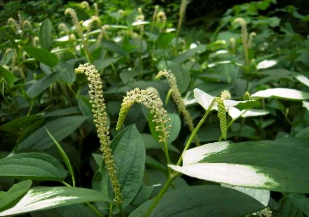 農村常見野草,人稱