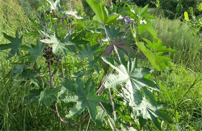 农村常见的"毒麻子",实际上是外来物种,浑身是毒还被大量种植