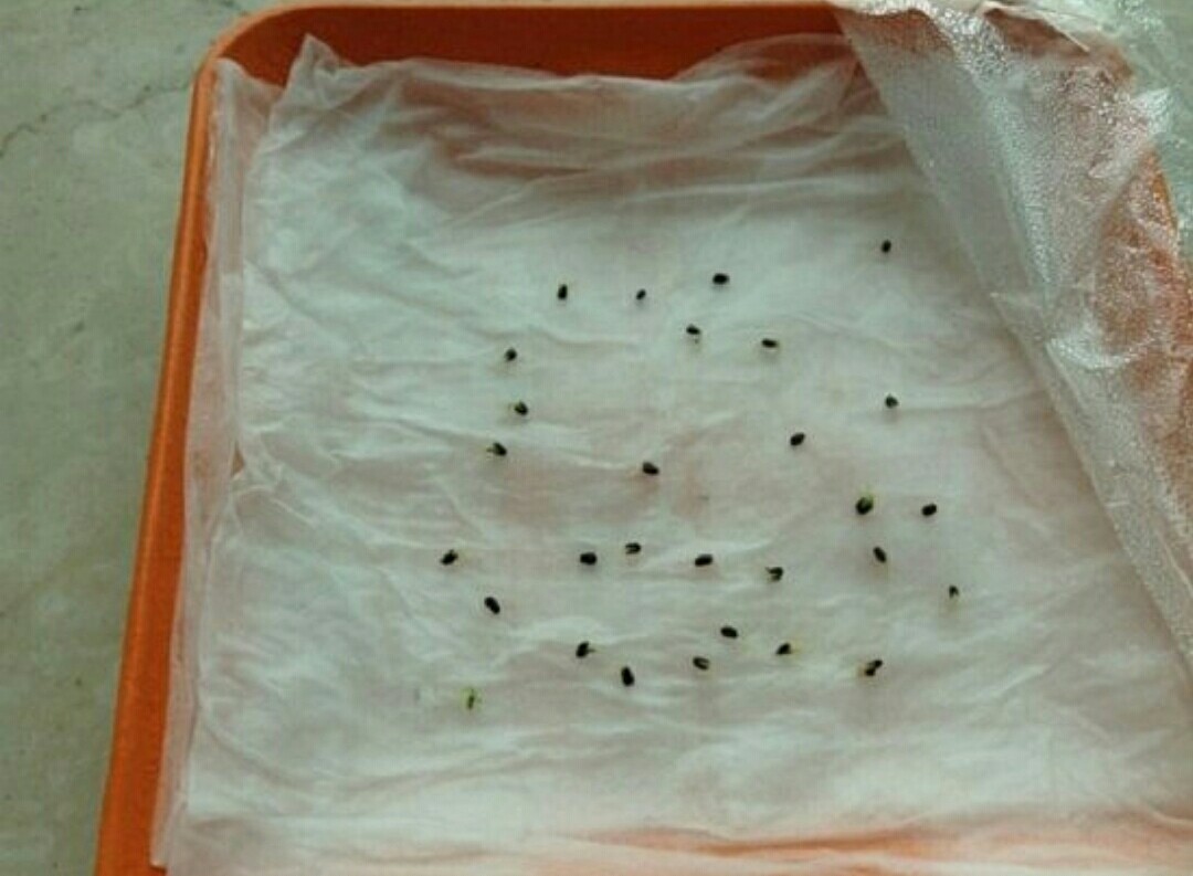 种子发芽小苗 - 热门商品专区