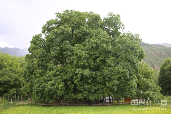 「新时代·边疆行」朗县:产业兴旺为乡村振兴注入澎湃动力