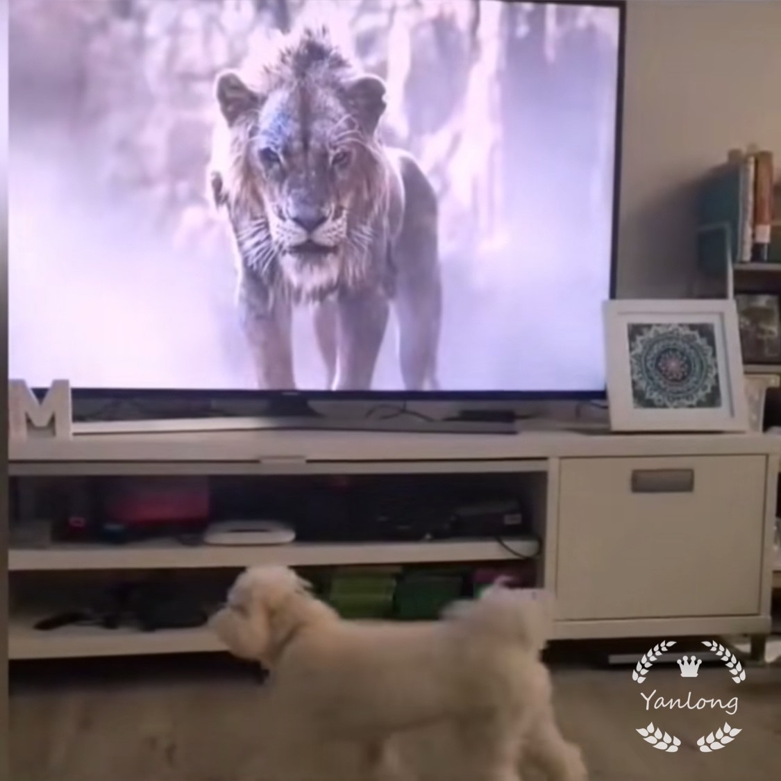 狗狗看电视节目出现一头大猫