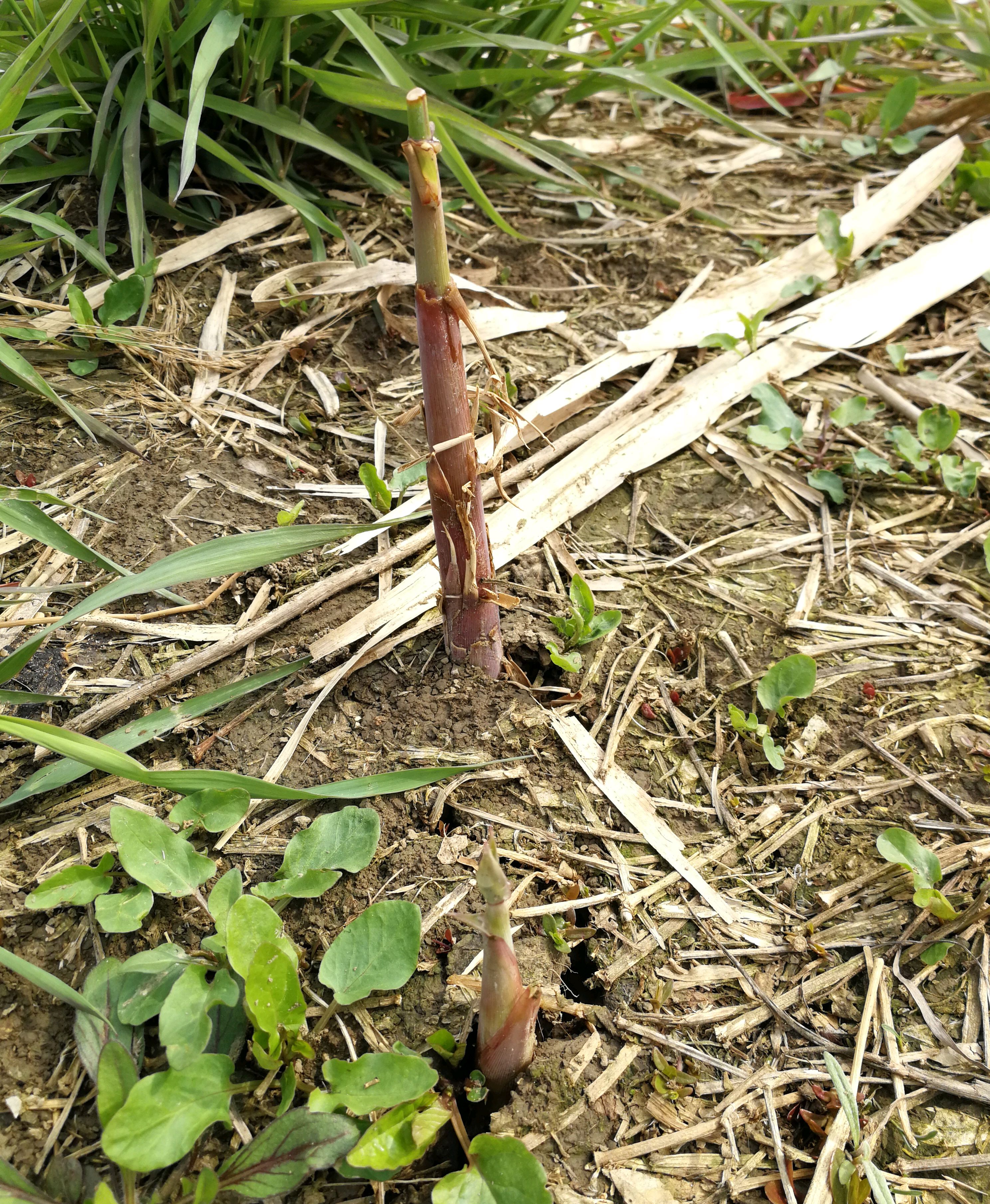 坚挺的一根嫩竹