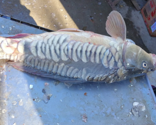 小王也是第一次看到这种鱼,卖鱼的大姐说:这叫三道鳞,有的地方叫黄金