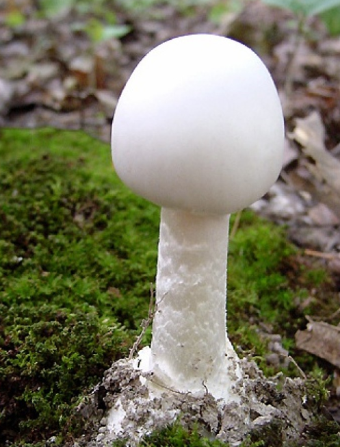 心理学:你觉得哪一种蘑菇的毒性最大?测你的婆婆是哪种类型?