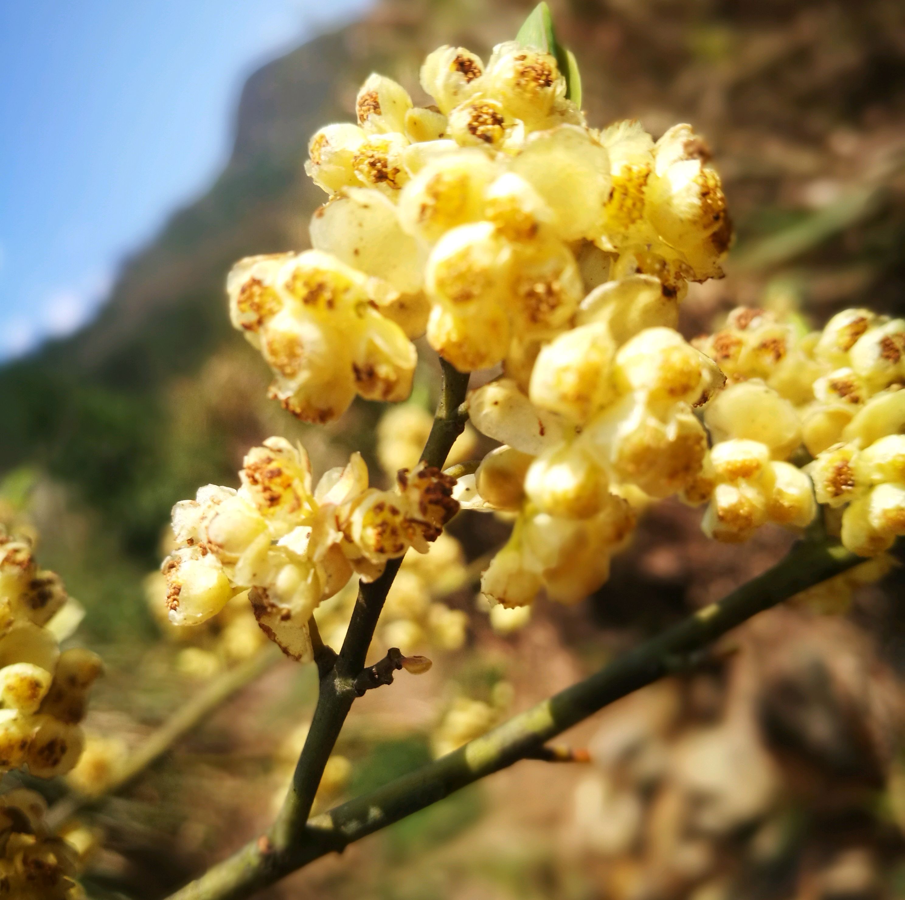 山鸡椒和花椒图片